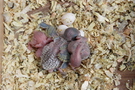 130715 --- R20, R22 och R25 samt ägg
